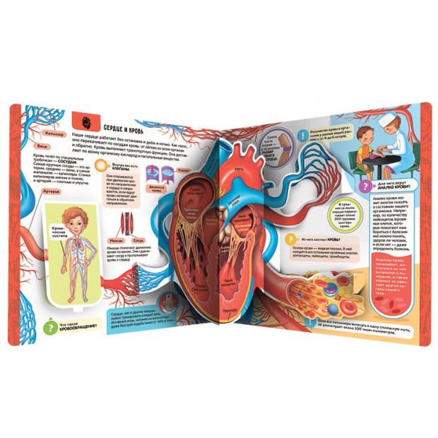 Энциклопедия открытий. Анатомия