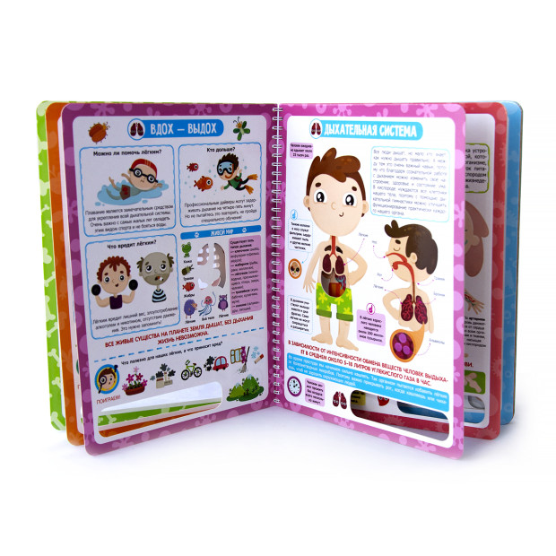 Энциклопедия. Почему бьётся сердце? Анатомия для детей