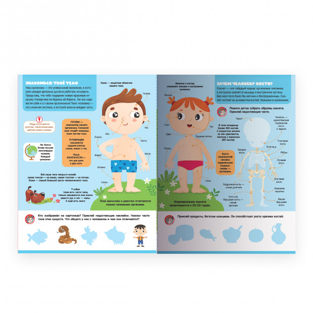 Играй и приклеивай. Анатомия