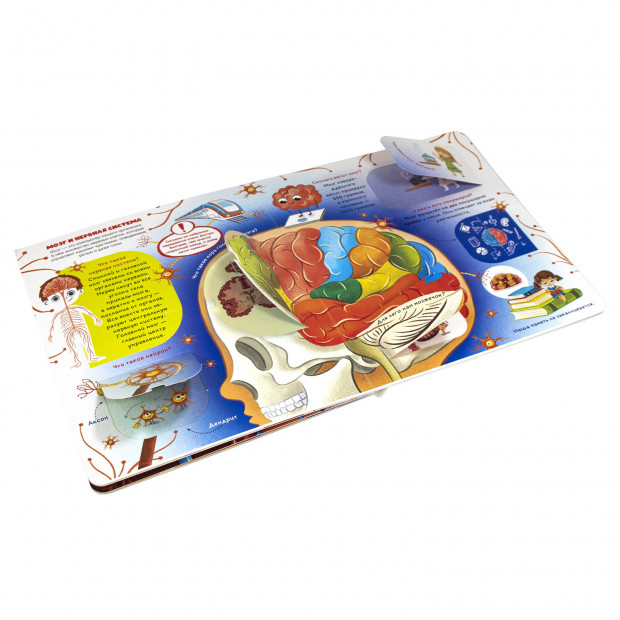 Книжка с окошками. Как устроен человек?