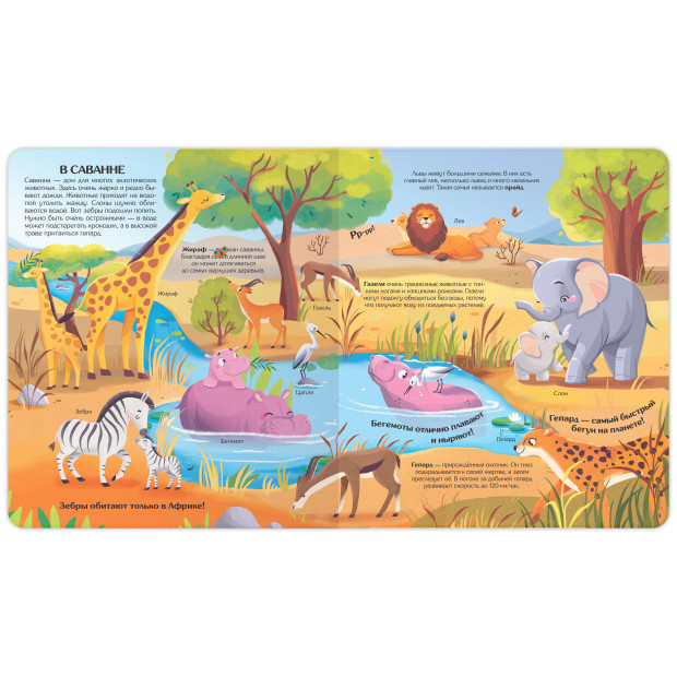 Книжка с окошками. Мир животных