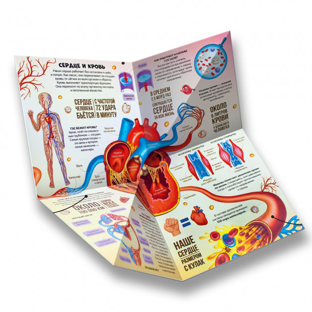 Книжка-трансформер. Анатомия