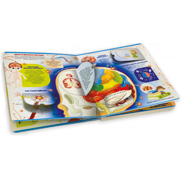 Моя первая энциклопедия с окошками. Секреты тела человека