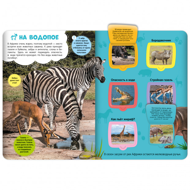 Первые знания малыша(с окошками). Саванна