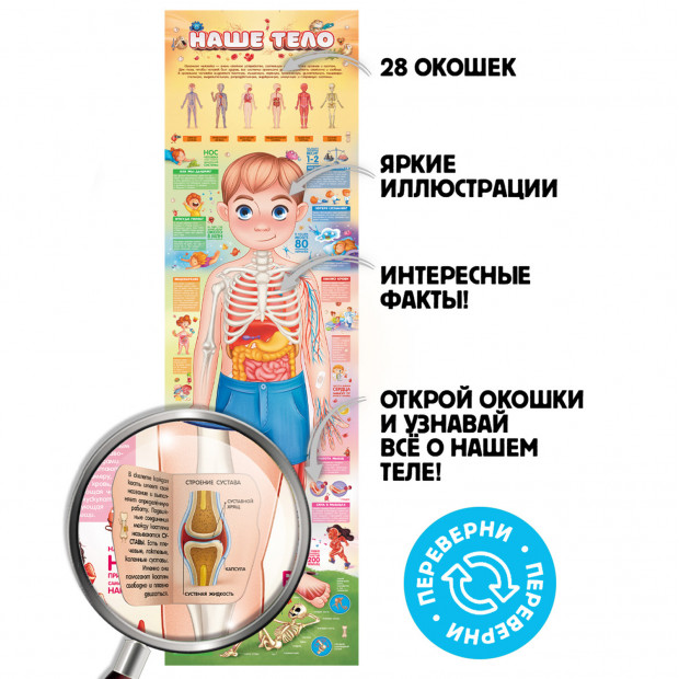 Плакат с окошками. Мое тело