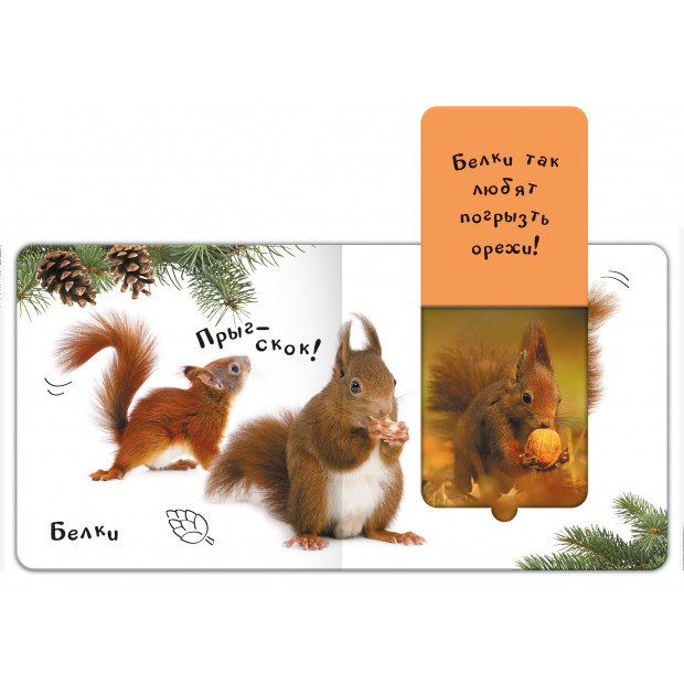 Шоубокс "Мир в картинках"