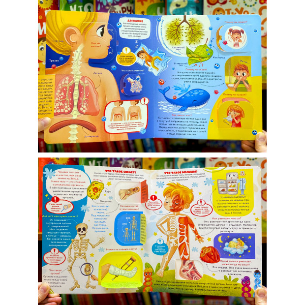 Умные окошки. Анатомия