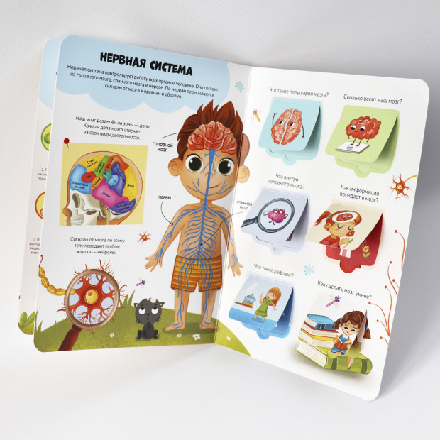 Знания в окошках. Наше тело